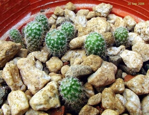 Mammillaria_ geminispina _ssp.geminispina _WH99 _15